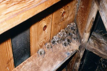 bats in attic