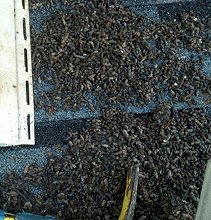 virginia bat guano removal